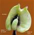   Achene with persistent calyx